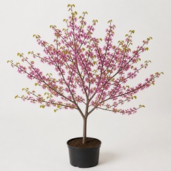 Eastern Redbud Identification Guide