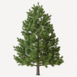 Eastern White Pine Identification Guide