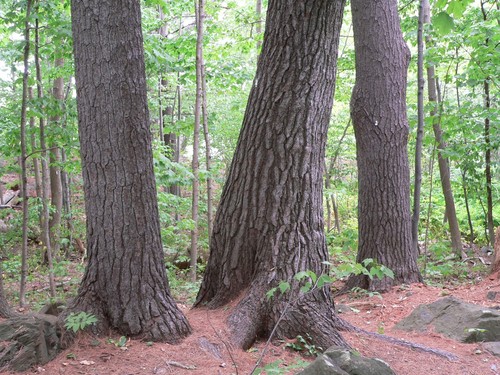 Eastern White Pine