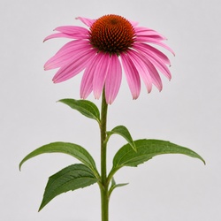 Echinacea Identification Guide