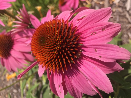 Echinacea