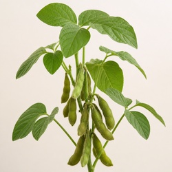 Edamame Identification Guide