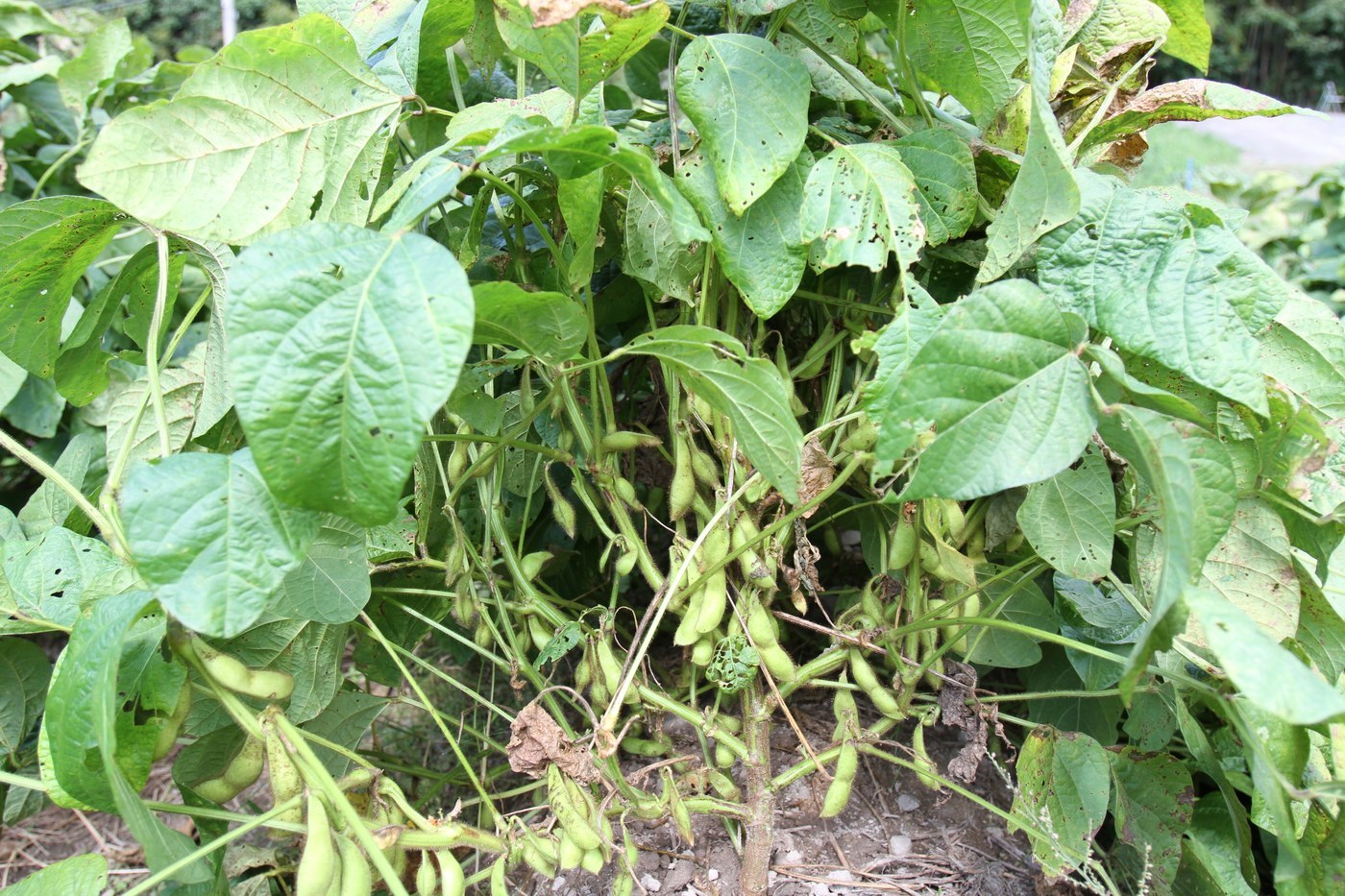 How to Care for Edamame