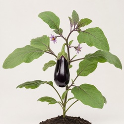 Eggplant Identification Guide