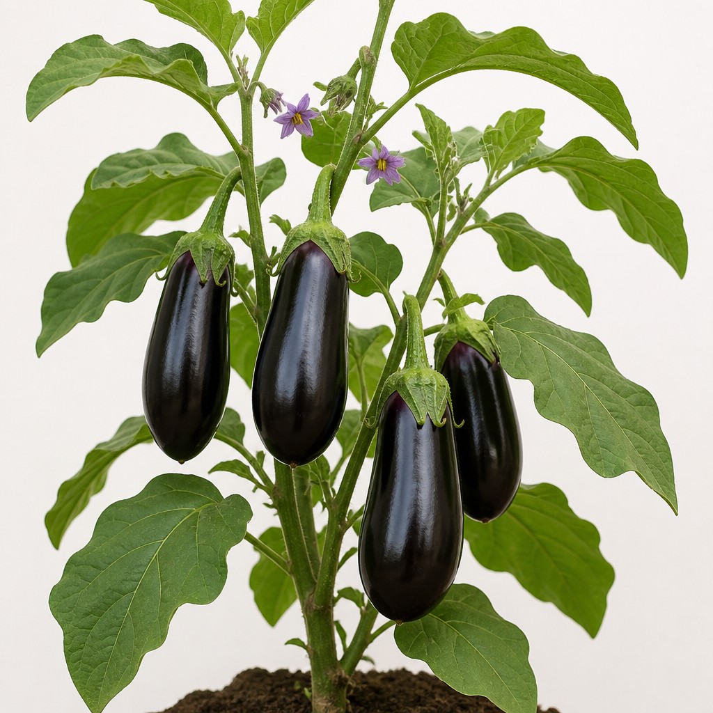 Eggplant