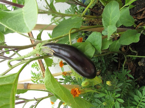 Eggplant