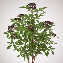 Elderberry Identification Guide