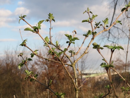 Elderberry