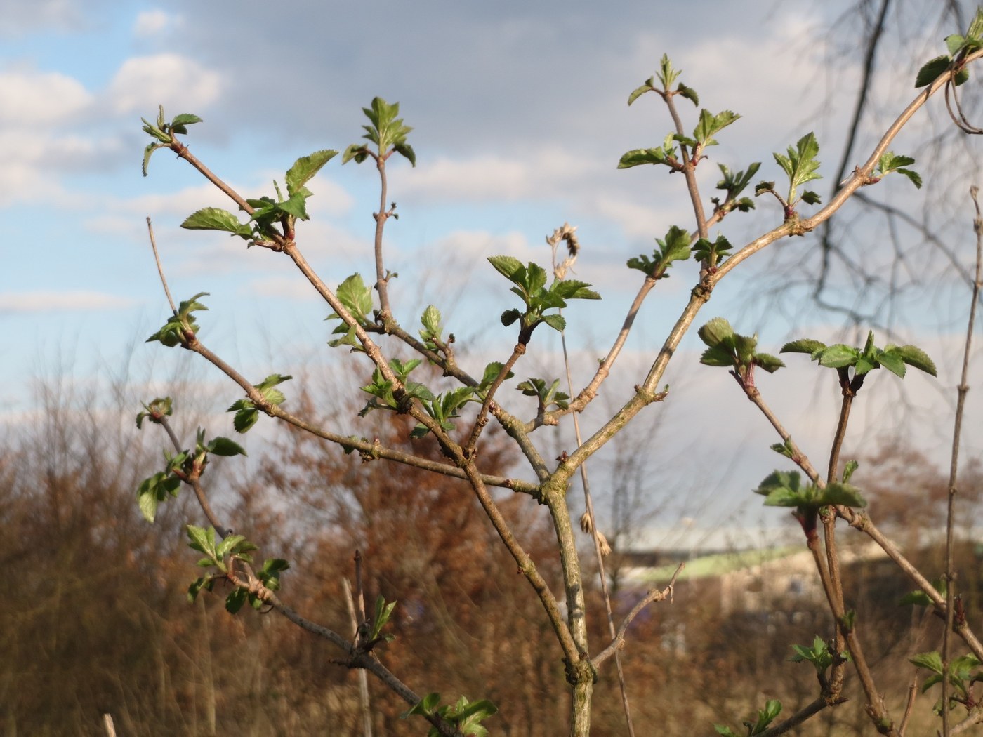How to Care for Elderberry