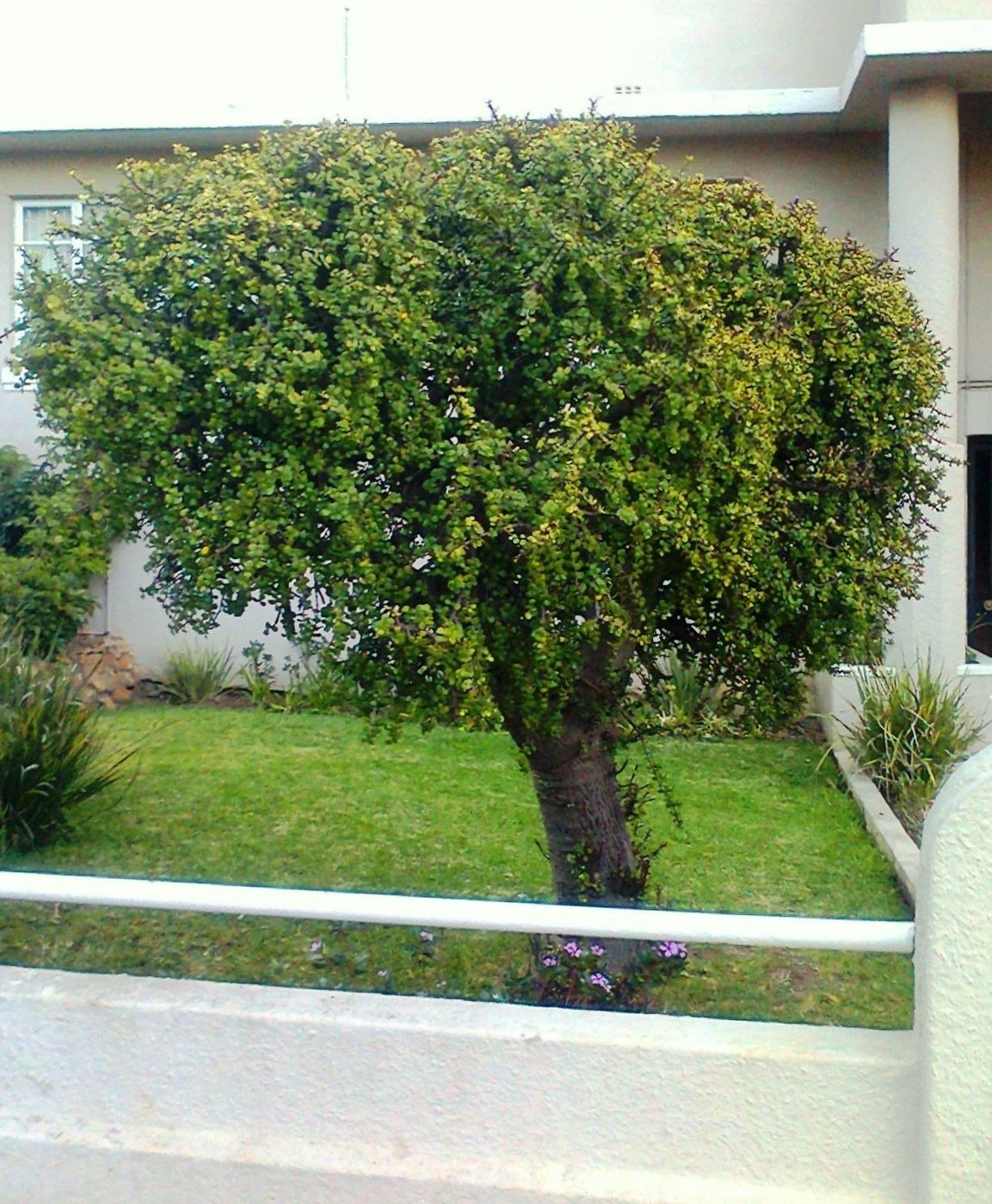How to Care for Elephant Bush