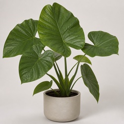 Elephant Ear Identification Guide