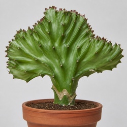 Elephant Ear Cactus Identification Guide