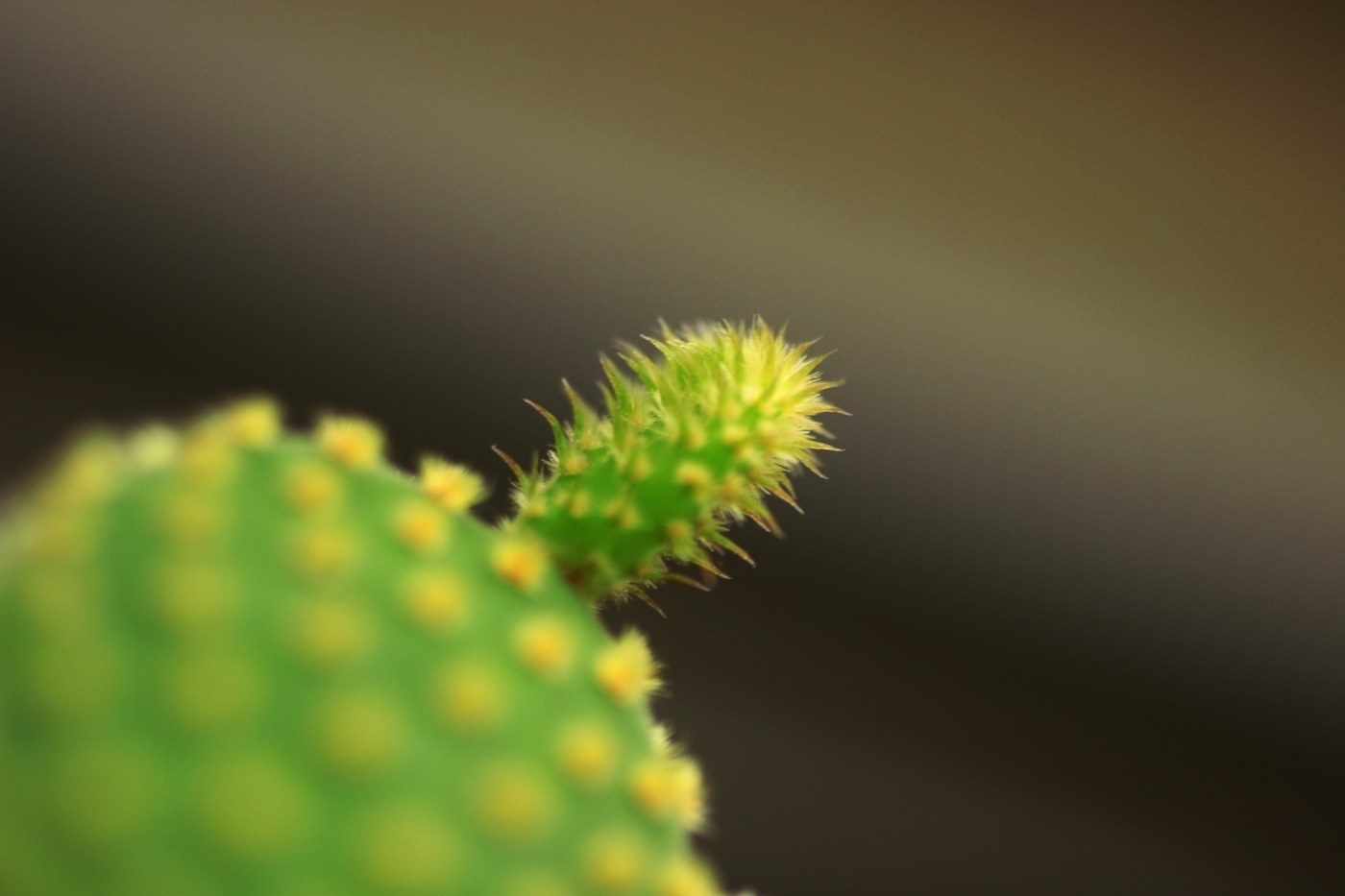 How to Care for Elephant Ear Cactus