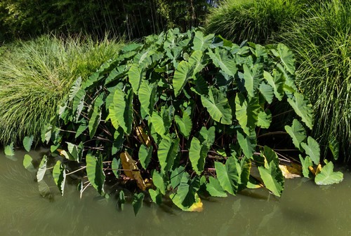 Elephant Ear