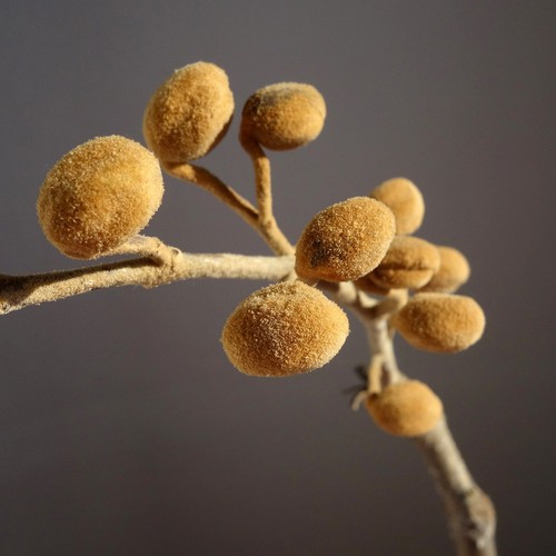 Empress Tree
