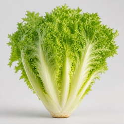 Endive Identification Guide