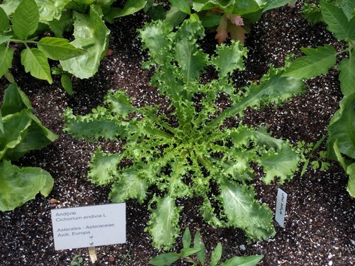 Endive