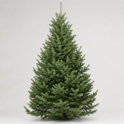 Engelmann Spruce Identification Guide