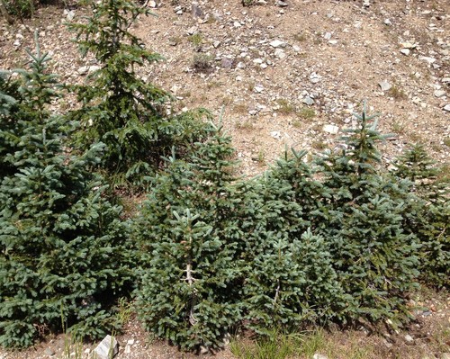 Engelmann Spruce