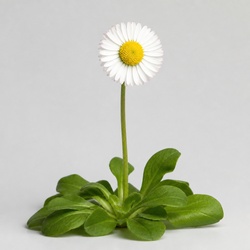 English Daisy Identification Guide