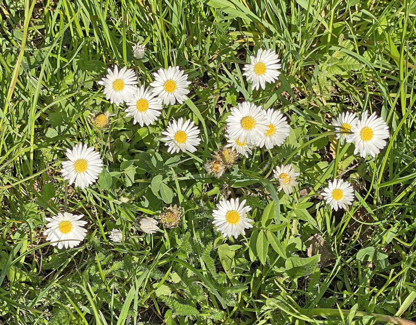How to Care for English Daisy