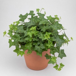 English Ivy Identification Guide