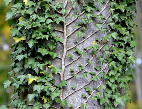 English Ivy