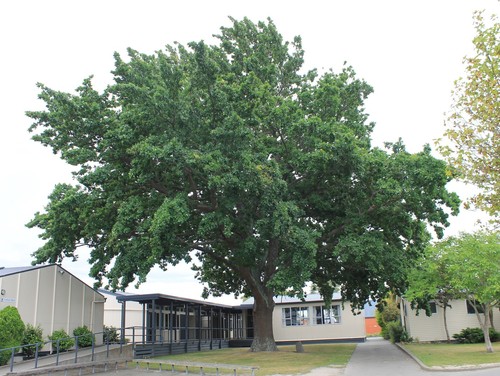 English Oak