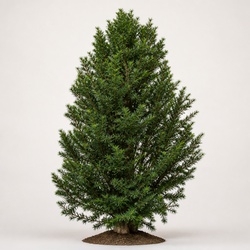 English Yew Identification Guide