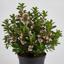 Escallonia Identification Guide