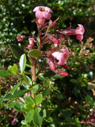 Escallonia