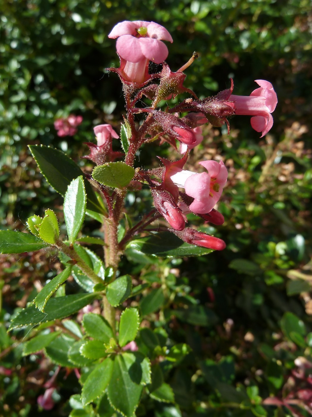 How to Care for Escallonia