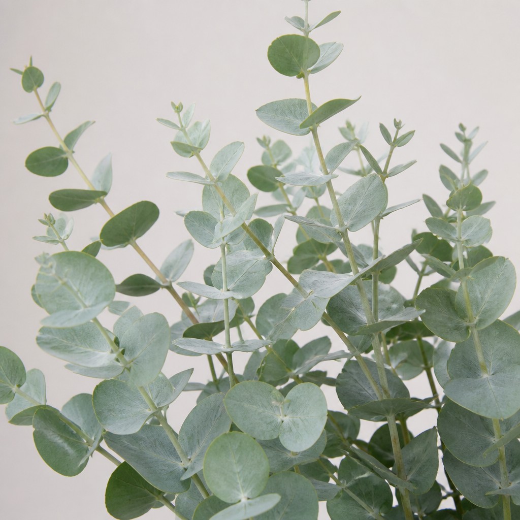Eucalyptus