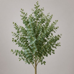 Eucalyptus Identification Guide