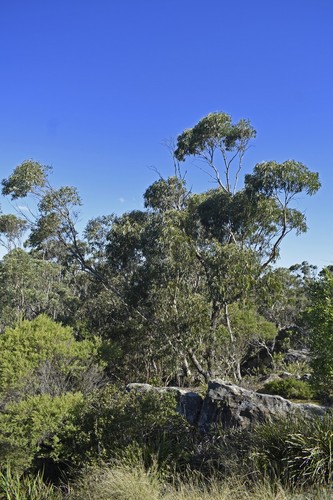 Eucalyptus