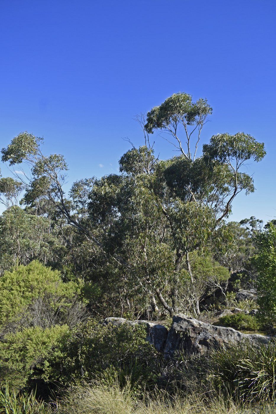 How to Care for Eucalyptus