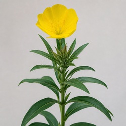 Evening Primrose Identification Guide