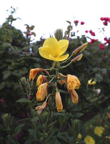 Evening Primrose