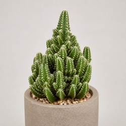 Fairy Castle Cactus Identification Guide