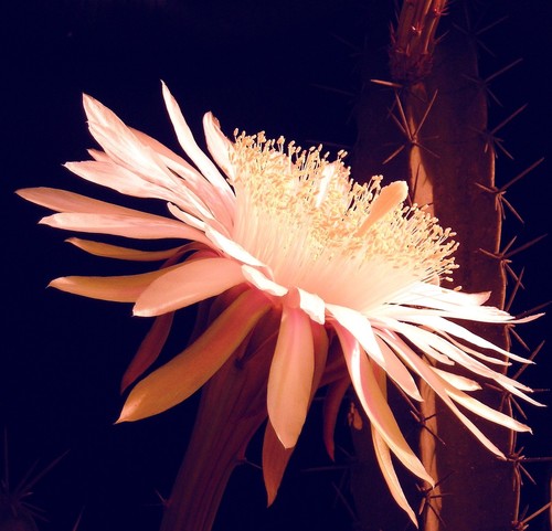 Fairy Castle Cactus