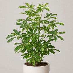 False Aralia Identification Guide