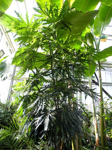 False Aralia