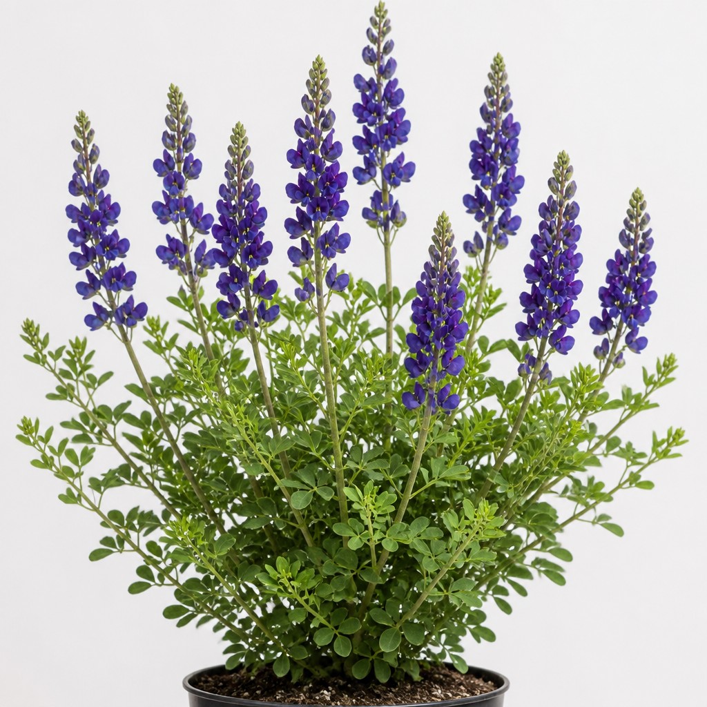 False Indigo