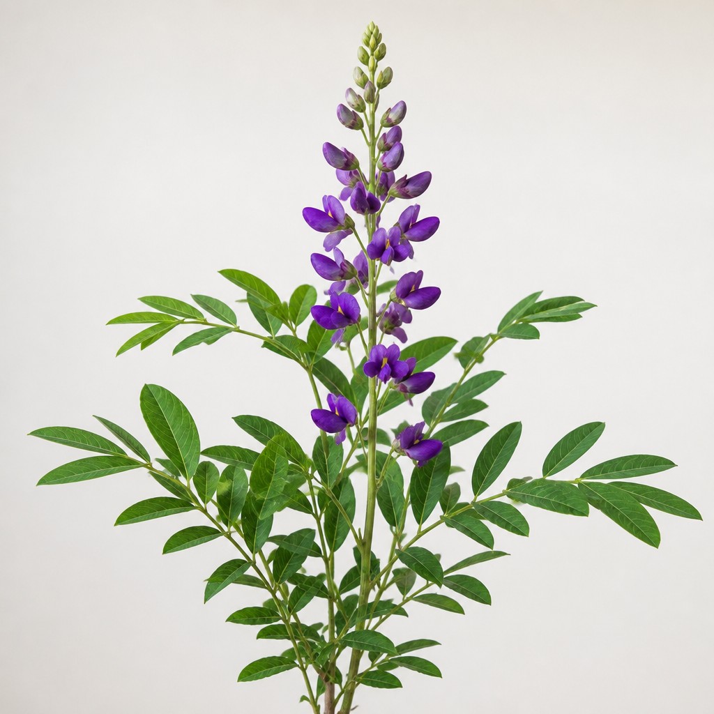 False Indigo