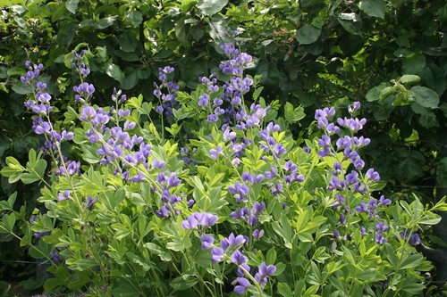 False Indigo