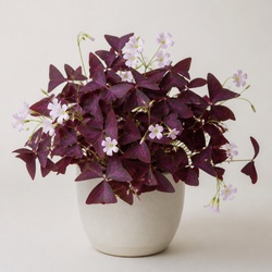 False Shamrock Identification Guide