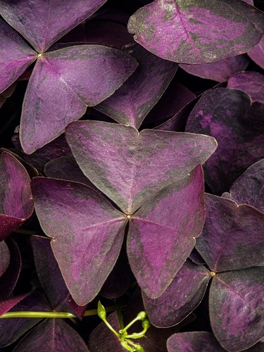 False Shamrock