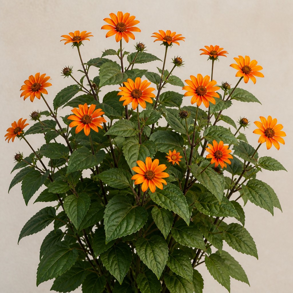 False Sunflower