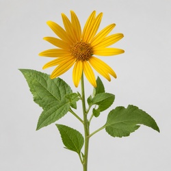 False Sunflower Identification Guide
