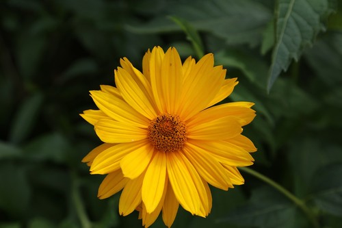 False Sunflower